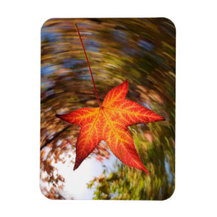 Herabfallendes Blatt von einem Baum im Herbst Magnet