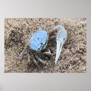 Herauf nahes u. schmutziges! !  Fiedler-Krabbe Poster