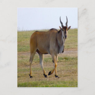 HERAUS FÜR EINEN STROLL POSTKARTE