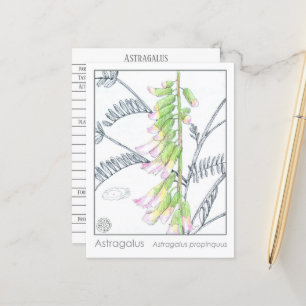 Herb Materia Medica Pflanze Astragalus Studienkart Postkarte