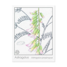 Herb Materia Medica Pflanze Astragalus Studienkart