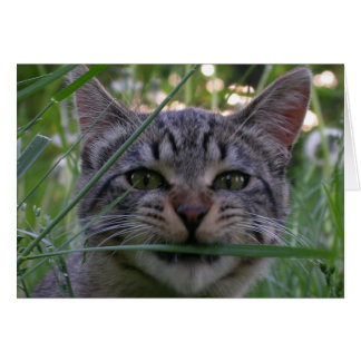 Herbe Bijou