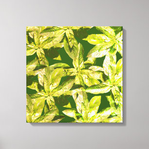 Herbe De Basil, Art De Cuisine, Toile Enveloppée