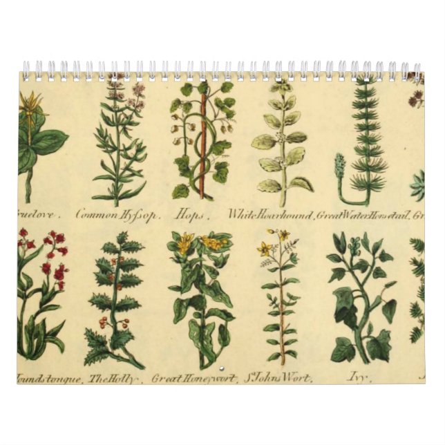 HERBES ET BOTANIQUES, Calendrier Vintage médiéval (Protection)