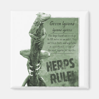 Herbes Règle Magnet Iguana