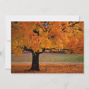 Herbst (1)