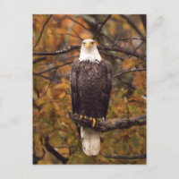 Herbst-Adler-Foto Postkarte
