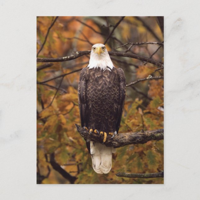 Herbst-Adler-Foto Postkarte (Vorderseite)