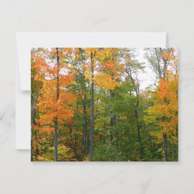 Herbst-Ahornbäume Herbstfotografie (Vorderseite)