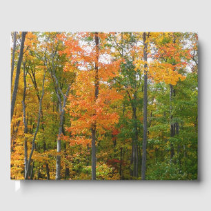 Herbst-Ahornbäume Herbstfotografie Gästebuch