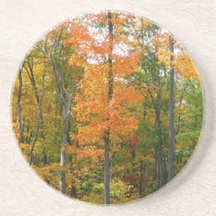 Herbst-Ahornbäume Herbstfotografie Getränkeuntersetzer
