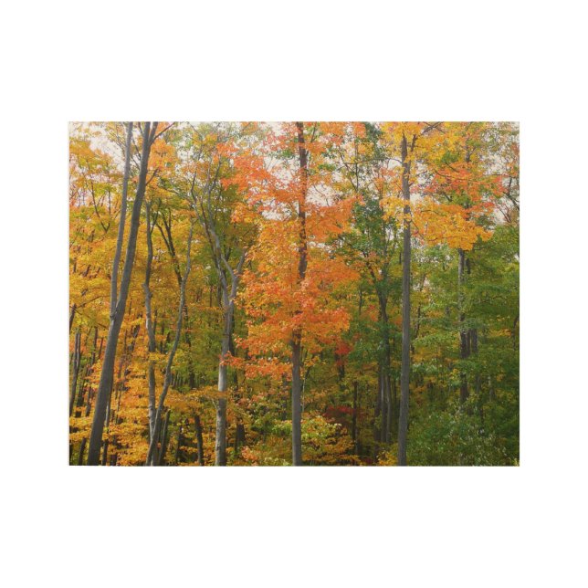 Herbst-Ahornbäume Herbstfotografie Holzposter (Vorderseite)