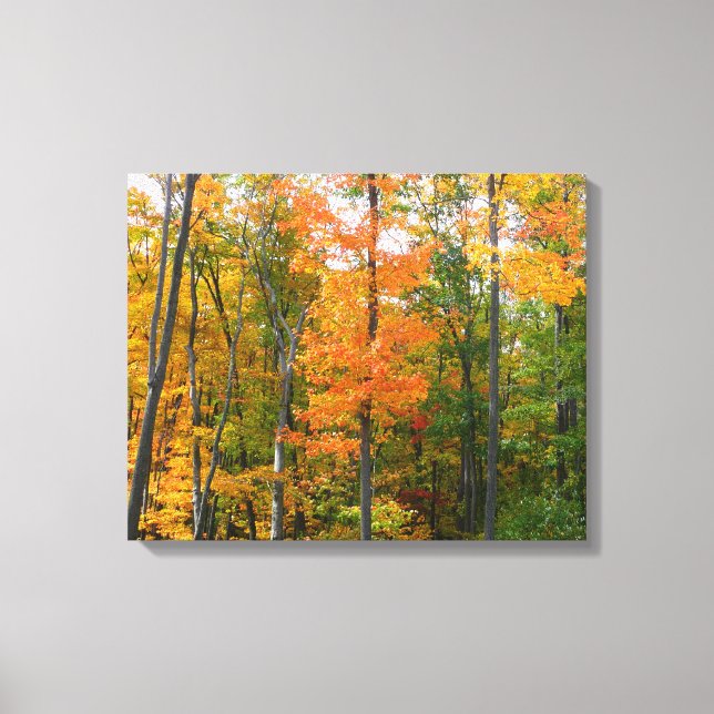 Herbst-Ahornbäume Herbstfotografie Leinwanddruck (Vorderseite)