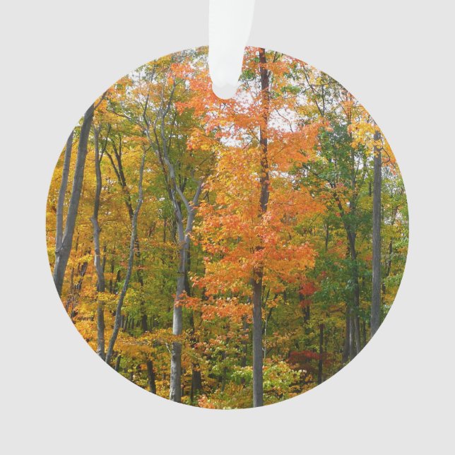 Herbst-Ahornbäume Herbstfotografie Ornament (Vorderseite)