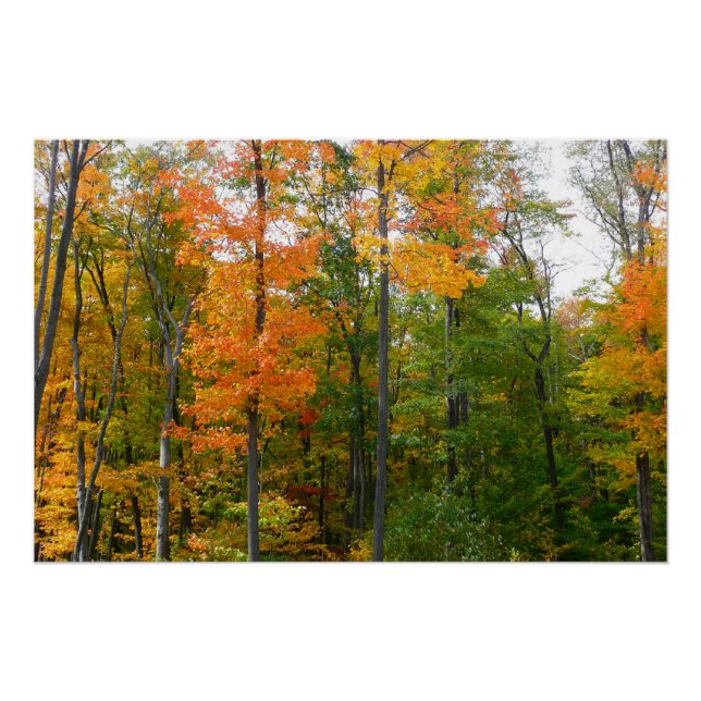 Herbst-Ahornbäume Herbstfotografie Poster (Vorderseite)