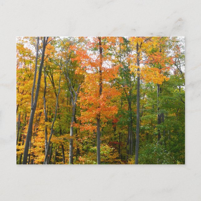 Herbst-Ahornbäume Herbstfotografie Postkarte (Vorderseite)