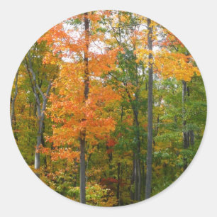 Herbst-Ahornbäume Herbstfotografie Runder Aufkleber