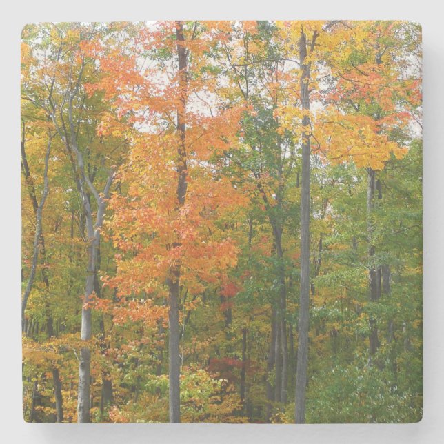 Herbst-Ahornbäume Herbstfotografie Steinuntersetzer (Vorderseite)