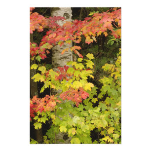 Herbst-Ahornbäume und Birke, Weiß Fotodruck