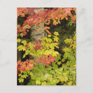 Herbst-Ahornbäume und Birke, Weiß Postkarte