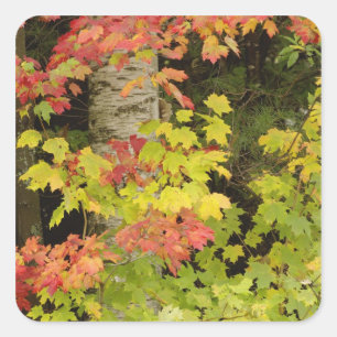 Herbst-Ahornbäume und Birke, Weiß Quadratischer Aufkleber