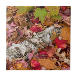 Herbst-Ahornblätter bedecken Birkenrinde im Wald Fliese
