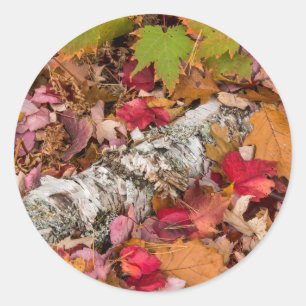 Herbst-Ahornblätter bedecken Birkenrinde im Wald Runder Aufkleber