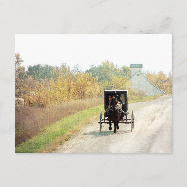 Herbst-amisches Pferd und Buggy Postkarte (Vorderseite)
