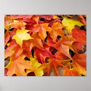 Herbst Art druckt farbenfrohe, leuchtende Herbstbl Poster