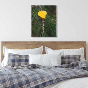 Herbst Aspen Leaf auf Evergreen Kontrast Foto Leinwanddruck
