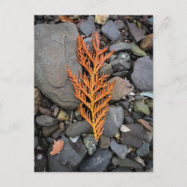 Herbst auf den Felsen Postkarte