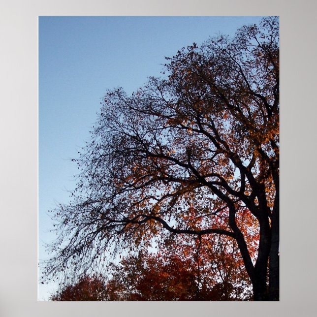 Herbst-Bäume Poster (Vorne)