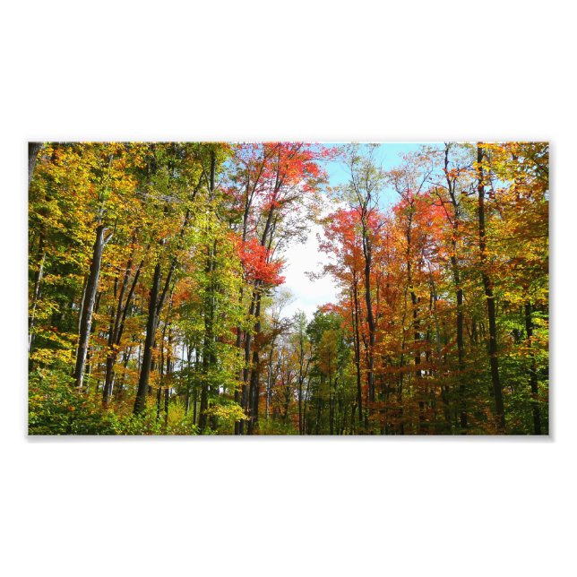 Herbst Bäume und Blue Sky Herbst Natur Fotografie (Vorne)