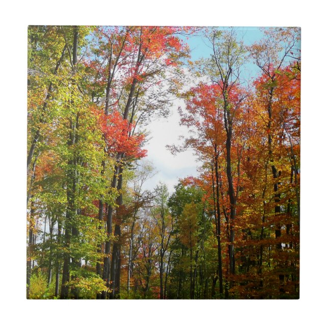 Herbst Bäume und Blue Sky Herbst Natur Fotografie Fliese (Vorderseite)