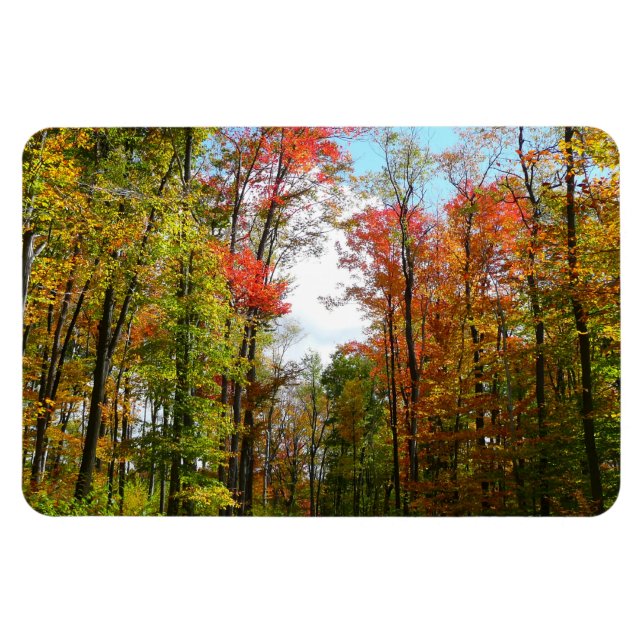 Herbst Bäume und Blue Sky Herbst Natur Fotografie Magnet (Horizontal)
