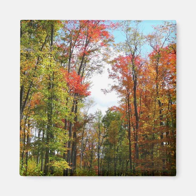 Herbst Bäume und Blue Sky Herbst Natur Fotografie Magnet (Vorne)