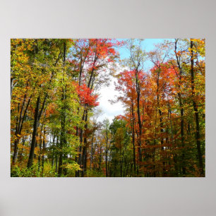 Herbst Bäume und Blue Sky Herbst Natur Fotografie Poster