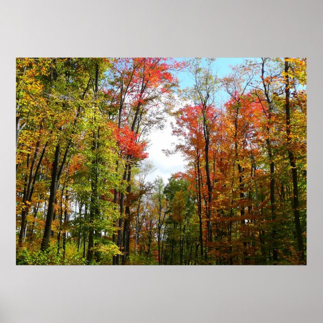 Herbst Bäume und Blue Sky Herbst Natur Fotografie Poster (Vorne)