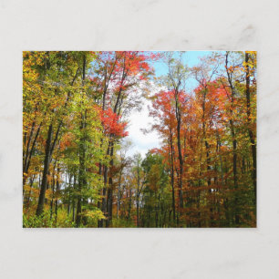 Herbst Bäume und Blue Sky Herbst Natur Fotografie Postkarte
