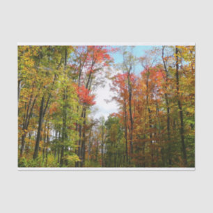 Herbst Bäume und Blue Sky Herbst Natur Fotografie Seidenpapier