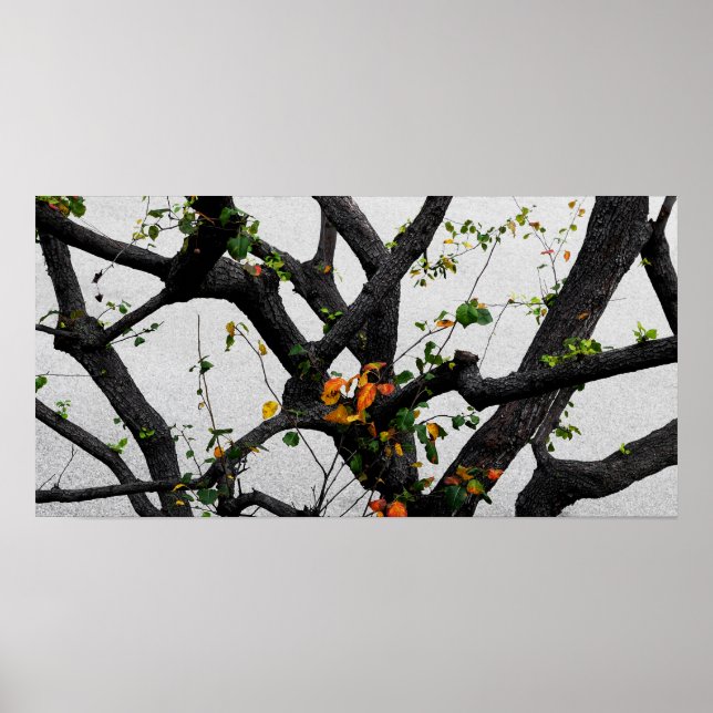 Herbst-Baumzweige Poster (Vorne)