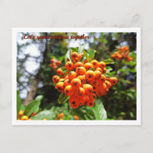 Herbst-Beeren-Sonniger Wald Postkarte