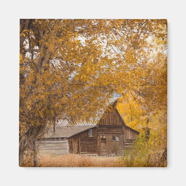 Herbst bei Mormon Row Magnet (Vorne)