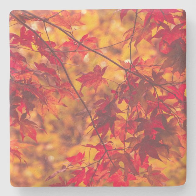 Herbst-Blätter-Fall-Farbnatur Steinuntersetzer (Vorderseite)