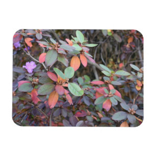 Herbst-Blätter Herbst Blätter Naturbaum Fotografie Magnet