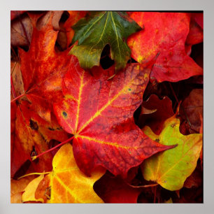 HERBST-BLÄTTER POSTER