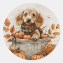 Herbst Dackel Hunde Pumpkin