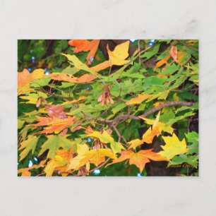 Herbst-Eichenlaub-Dankeskarten-Postkarte Feiertagspostkarte