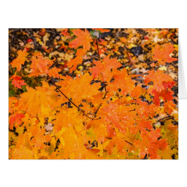 Herbst - Erntedank - Herbst - Jahreszeiten (Vorderseite (Horizontal))