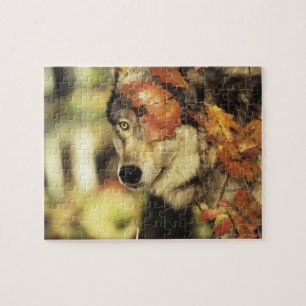 Herbst-Farbe des Wolf-(Canis Lupus)  